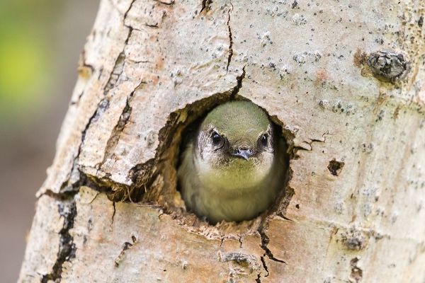 Colorado-Rock Mountain National Park Violet-green swallow at nest hole in tree